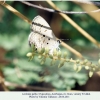 lachides galba azerbaijan female oviposition1